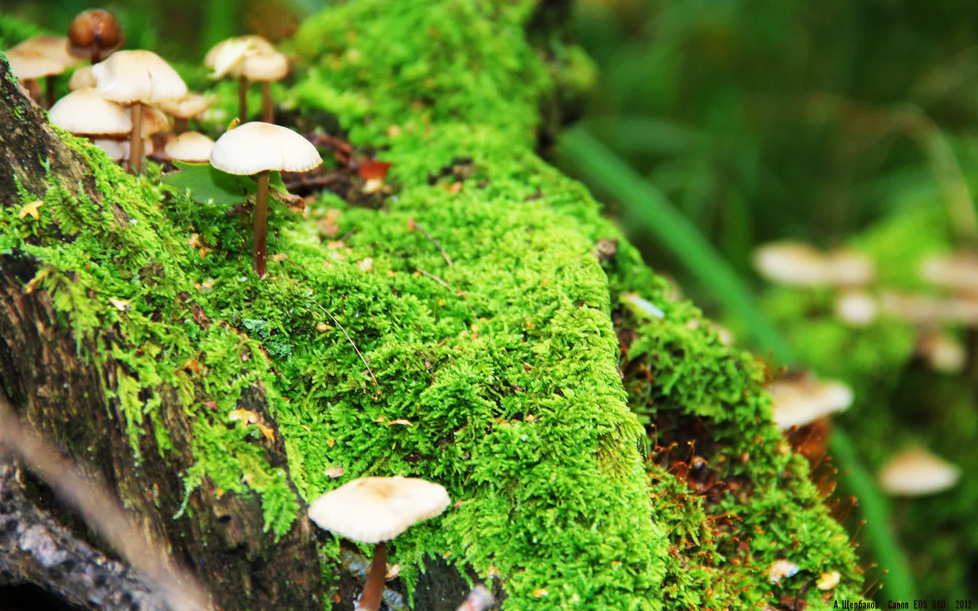 世界举重公开赛:选手在关键时刻稳住心态夺牌,世界举重锦标赛