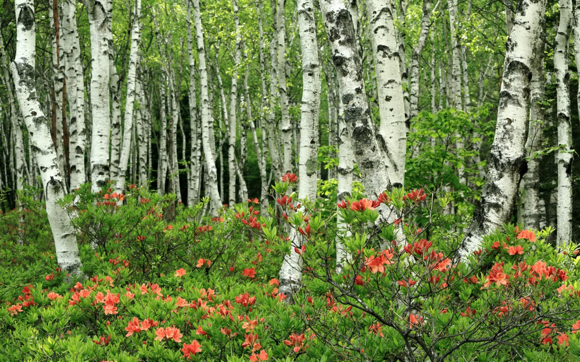 世界攀岩公开赛:难度系数提升激烈,世界攀岩比赛